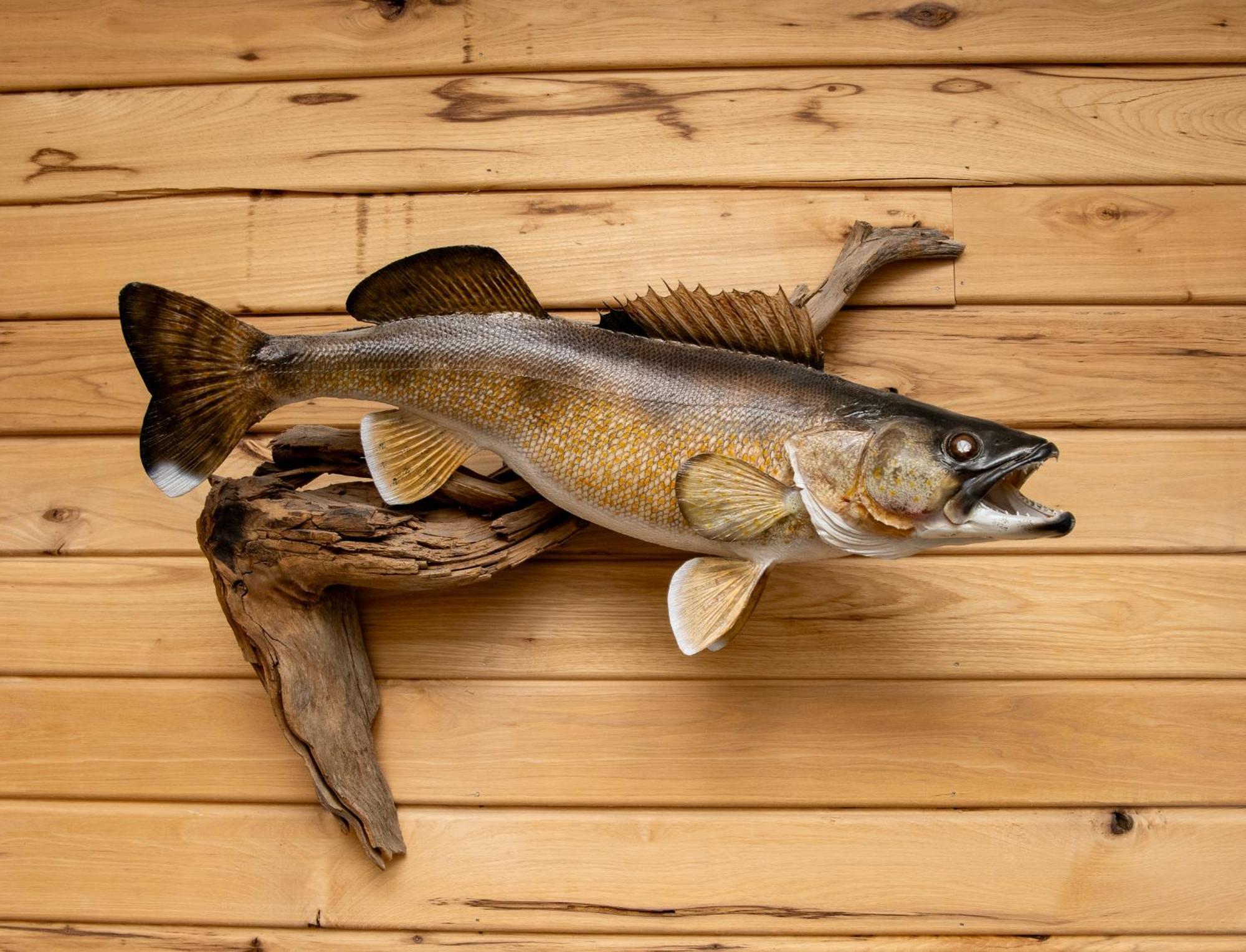 Walleye Inn Baudette Luaran gambar