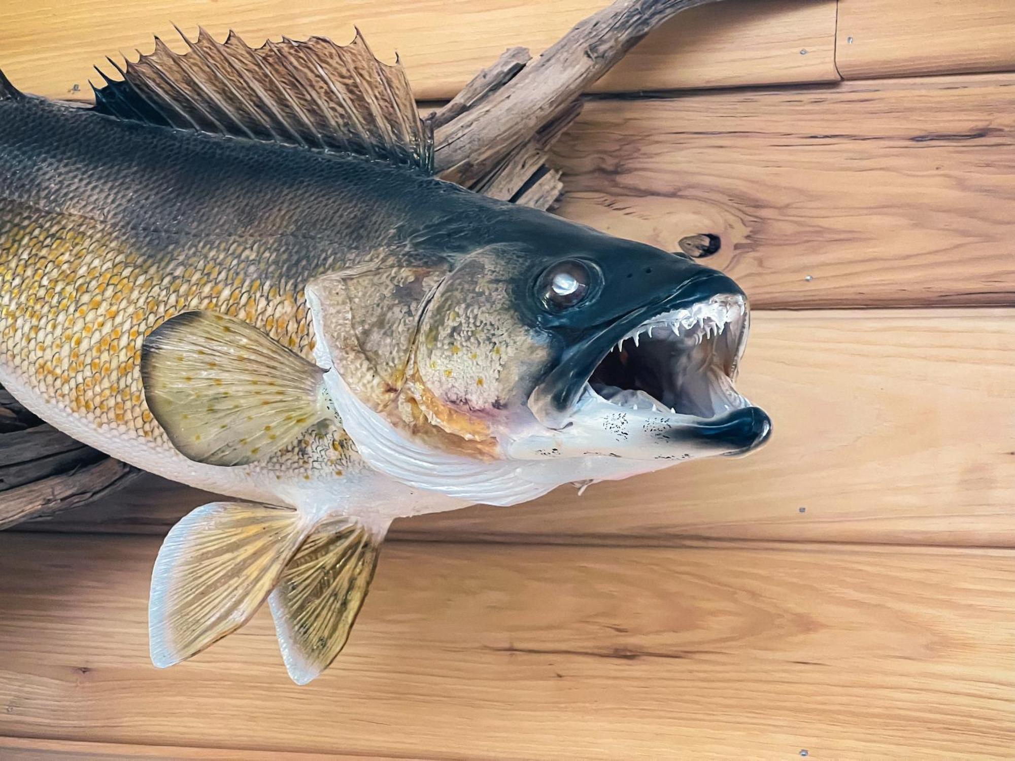 Walleye Inn Baudette Luaran gambar